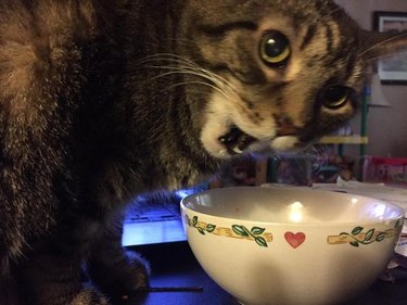 Cat caught eating person's cereal