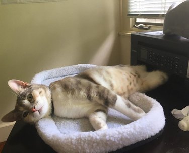 Cat sleeps next to printer with their hind legs in the printer.