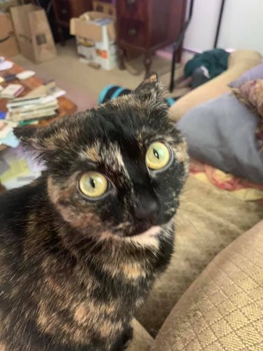 Tortie cat with airplane ears