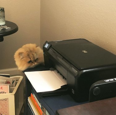 Same fluffy cat curious about printer.