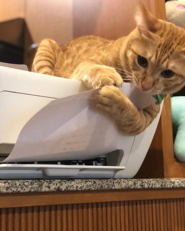 Ginger cat on a printer clings to the paper coming out.