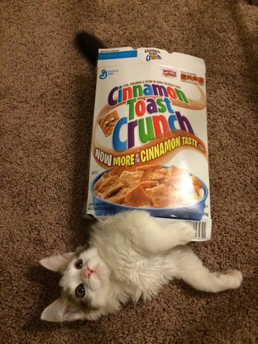 Cat in cereal box