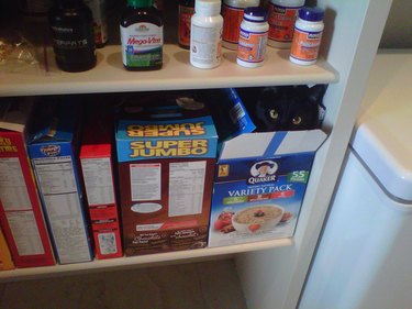 Cat hiding in oatmeal box