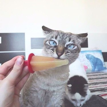 Cat with flattened airplane ears licks ice cream cone