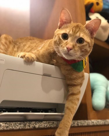 Gniger cat on top of a printer and looking at the camera.