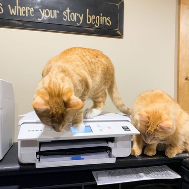 cats curious about printer