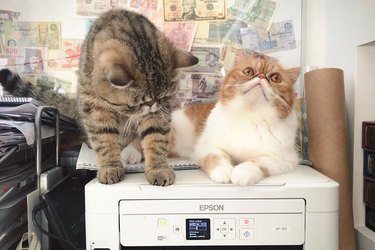 Two cats are confused by printer and sitting on top of it.