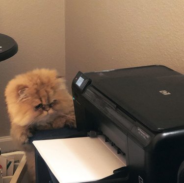 Same fluffy cat stares at printer.
