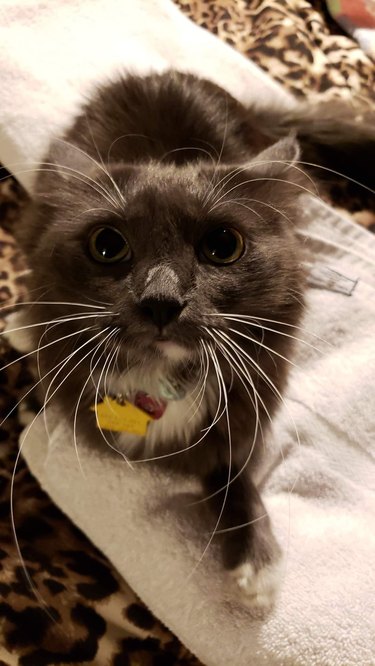 Gray kitty with airplane ears