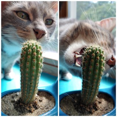 Cat biting a cactus.