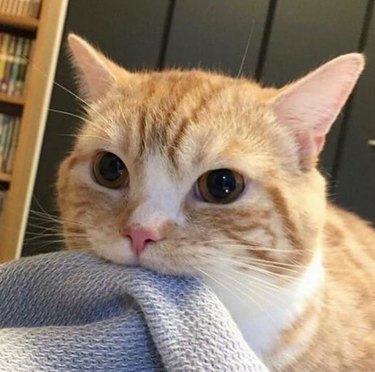 A ginger and white cat is biting a blanket.
