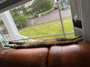 A cat is stretched out along the back of couch by a window.