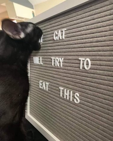A black cat is biting a sign that says "My cat will try to eat this".