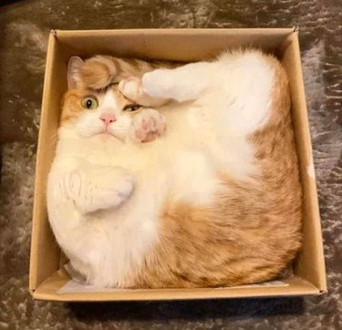 Cat squished into a cube cardboard box.