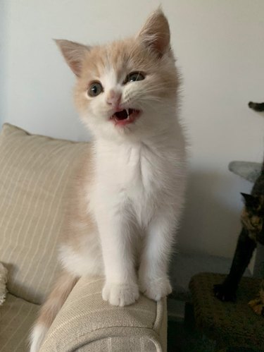 Kitten about to sneeze.