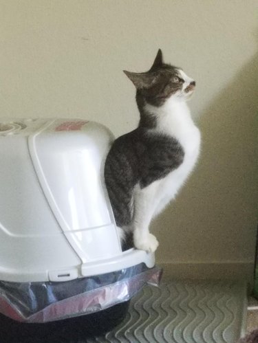 A cat is pooping halfway out of their covered litter box.
