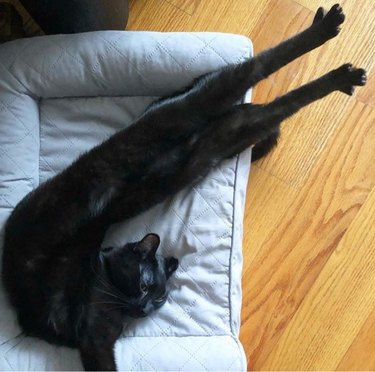 A black cat is stretched in a backwards letter j shape.