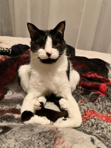 A black and white cat is sitting with their paws tucked under them.