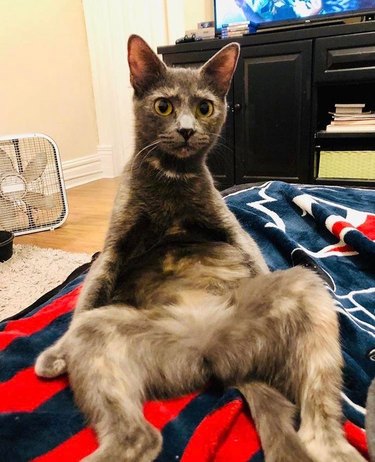 A Slouching cat is sitting with a dubious expression.