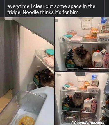 A cat is sitting in a refrigerator, and a caption says, "Everytime I clear out some space in the fridge, Noodle thinks it's for him."
