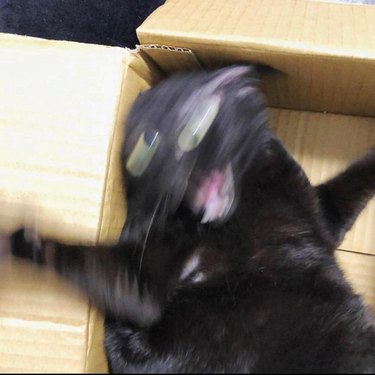 Blurry cat in a cardboard box.