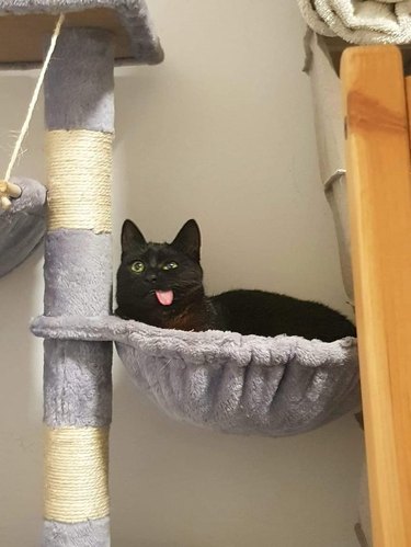 A black cat is sticking their tongue out while relaxing in a cat tree.