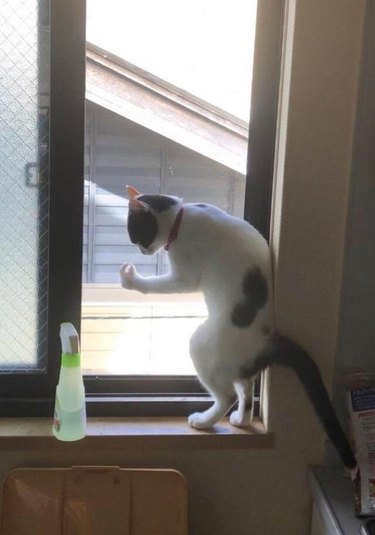 A black and white cat is doing an "Italian hand gesture" by a window.