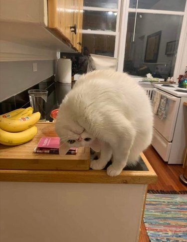A white cat is holding their head upside down.