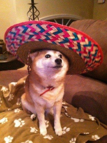 Dog wearing a sombrero