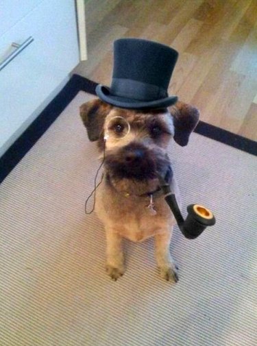 Dog wearing top hat