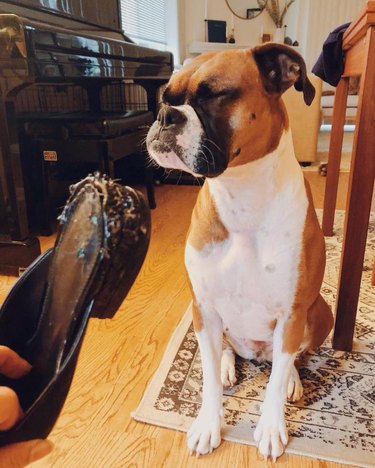 People are using social media to "roast" their pups and we can't stop LOLing