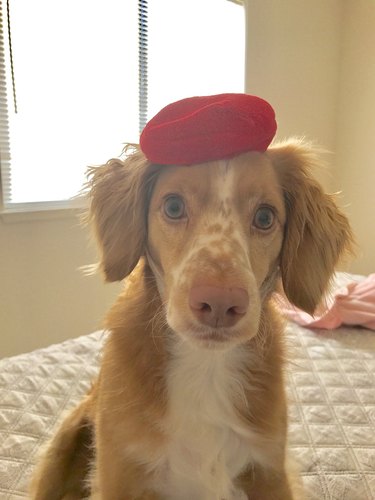 Dog wearing beret.