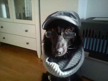 Dog wearing newsboy hat, glasses, and infinity scarf.