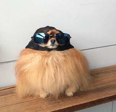 Dog wearing backwards ball cap and sunglasses.