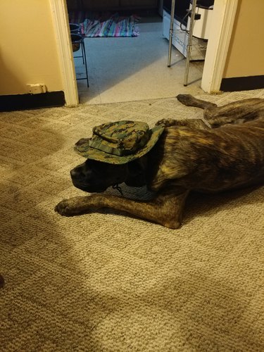 Dog wearing camouflage hat.