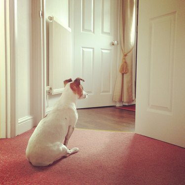 Dog waiting at the door