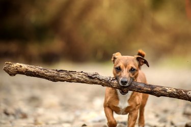 Little Dog, Big Stick