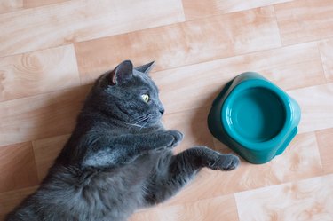 Gray cat on the floor of the room near a bowl of water. View from above