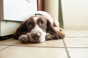 English springer spaniel soulful eyes