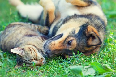 Dog and cat lying together on the grass
