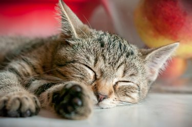 Sleeping kitten - portrait