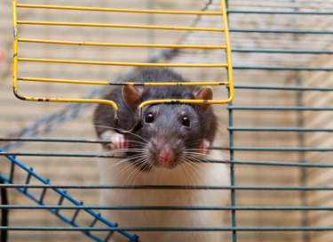 Closeup of a rat peeking out of a cage