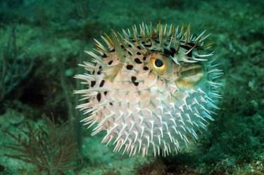 Blowfish or puffer fish in ocean