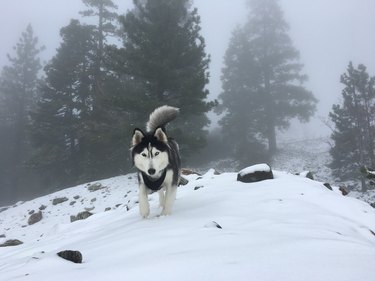 Husky at home