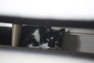 Cat settling in to new home hides under sofa
