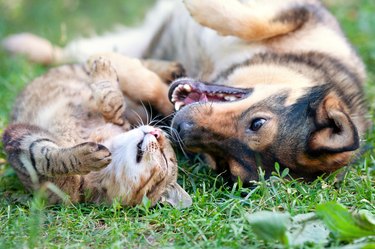 how to keep dogs separated in same house