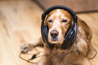 dog in headphones listening to music