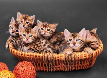 Bengal kittens in a basket