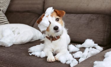 FUNNY DOG MISCHIEF. NAUGHTY JACK RUSSELL HOME ALONE AFTER BITE A PILOW. SEPARATION ANXIETY CONCEPT