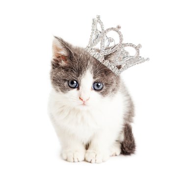 Cute Kitten Wearing Princess Crown